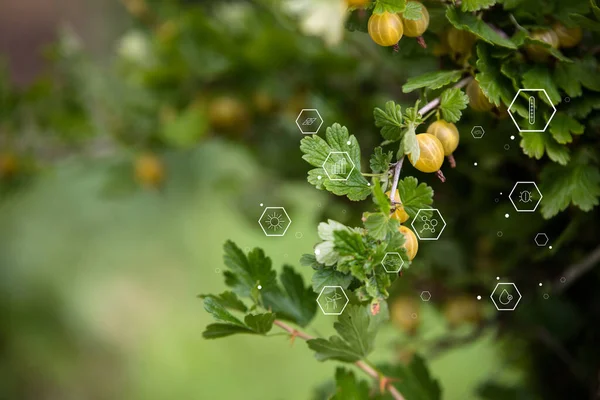 Diagram of physical natural indicators for growing plants on the background of vegetables