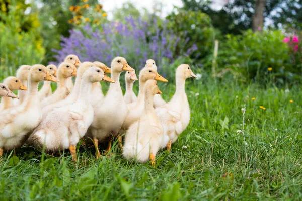 Yellow Small Ducklings Outdoor Green Grass —  Fotos de Stock