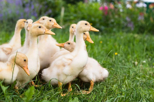 Yellow Small Ducklings Outdoor Green Grass — Stock Photo, Image