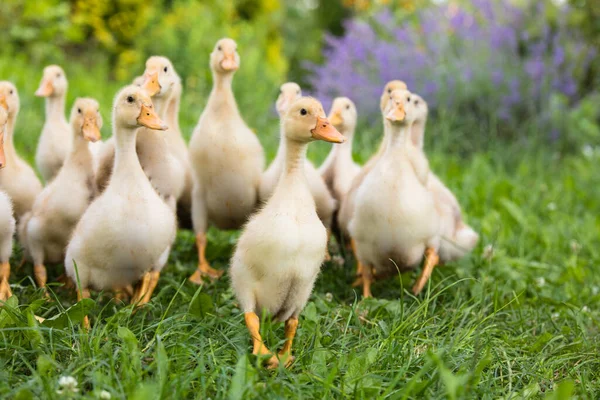 Yellow Small Ducklings Outdoor Green Grass — Foto de Stock