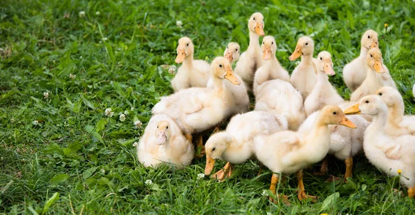 Yellow Small Ducklings Outdoor Green Grass — Stock Photo, Image