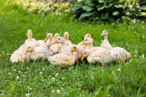 Yellow Small Ducklings Outdoor Green Grass — Foto de Stock