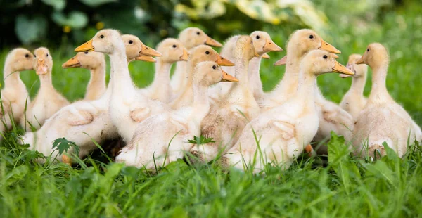 Yellow Small Ducklings Outdoor Green Grass — Foto de Stock