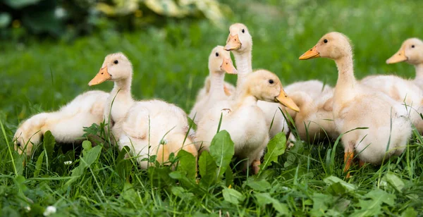 Yellow Small Ducklings Outdoor Green Grass —  Fotos de Stock