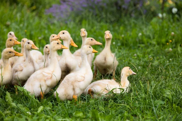 Yellow small ducklings outdoor in on green grass