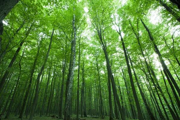 Skog — Stockfoto