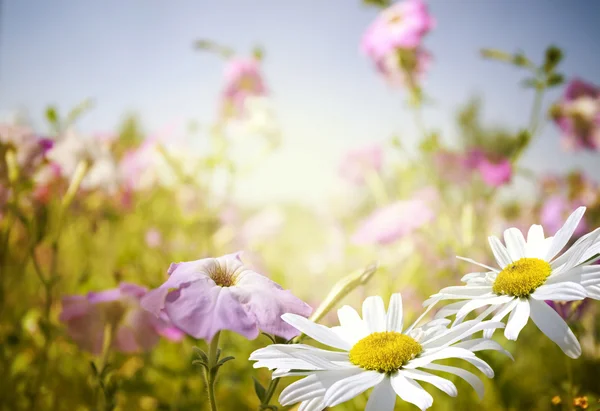 Blumen — Stockfoto