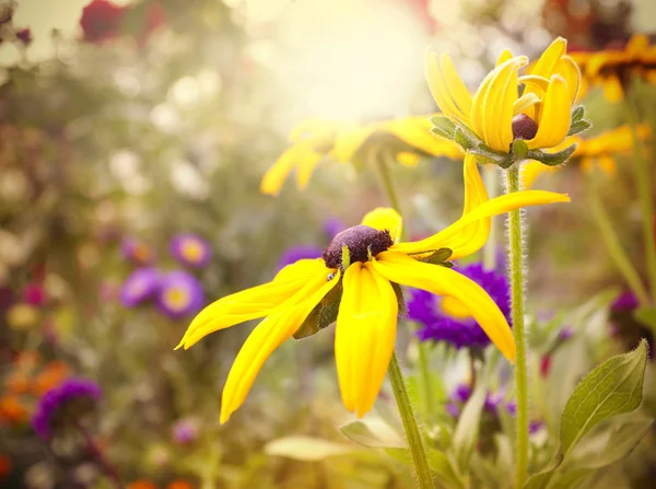 Flores — Foto de Stock