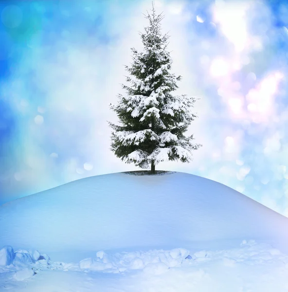 Winterboom — Stockfoto