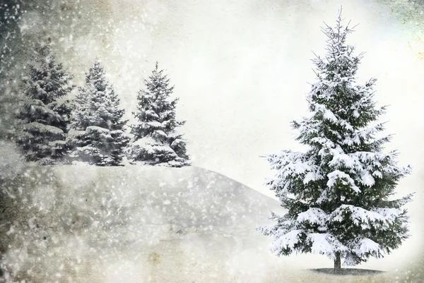 Frozen tree in snowy — Stock Photo, Image