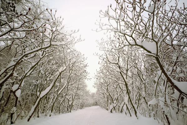 Floresta de Inverno — Fotografia de Stock