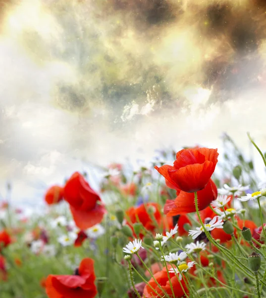 Flores de amapola — Foto de Stock