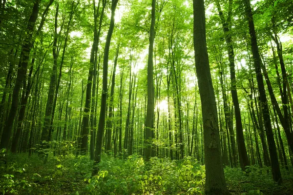 Skog — Stockfoto