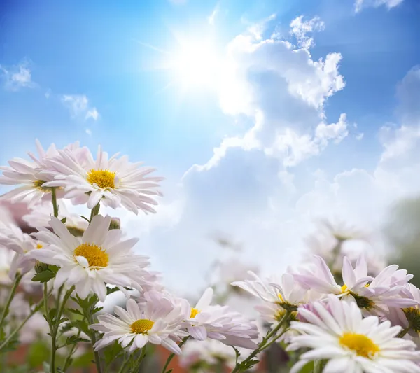 Flores — Fotografia de Stock