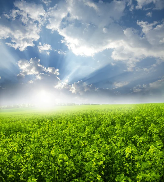 Green Landscape — Stock Photo, Image