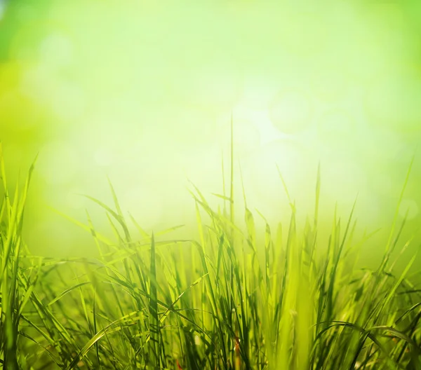 Samenvatting van de natuur — Stockfoto