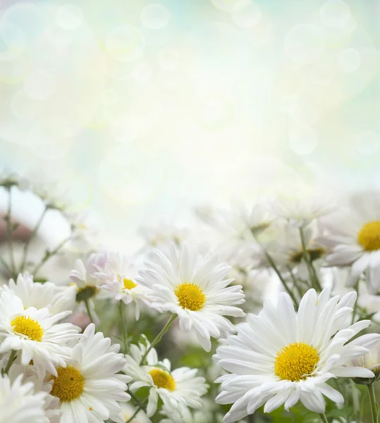 White flowers — Stock Photo, Image