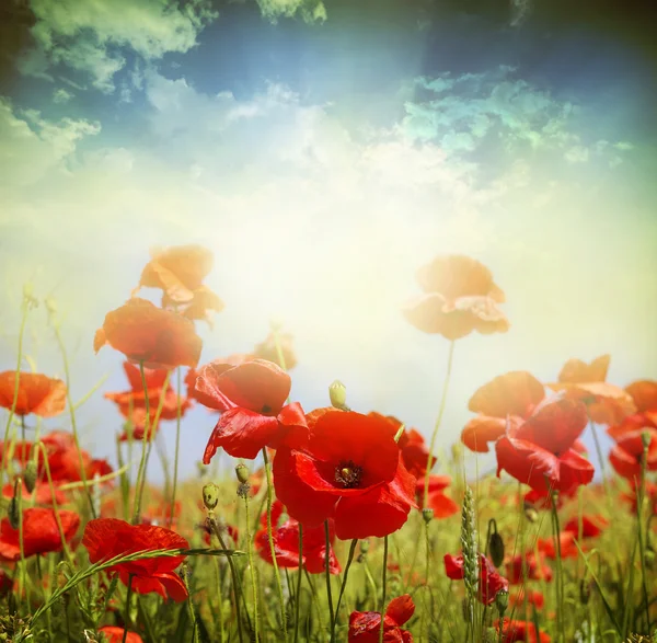 Poppy bloemen — Stockfoto