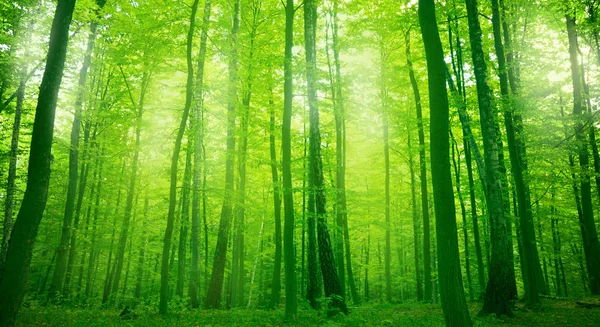 Forest — Stock Photo, Image