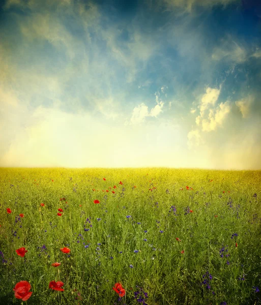 Fiore di papavero — Foto Stock