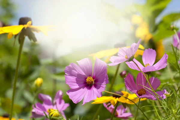 Flores — Foto de Stock