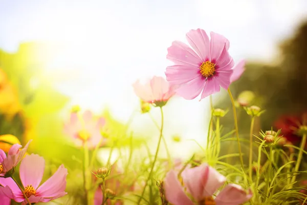 Campo de flores —  Fotos de Stock