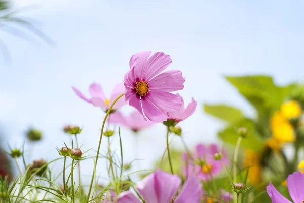 Campo de flores —  Fotos de Stock