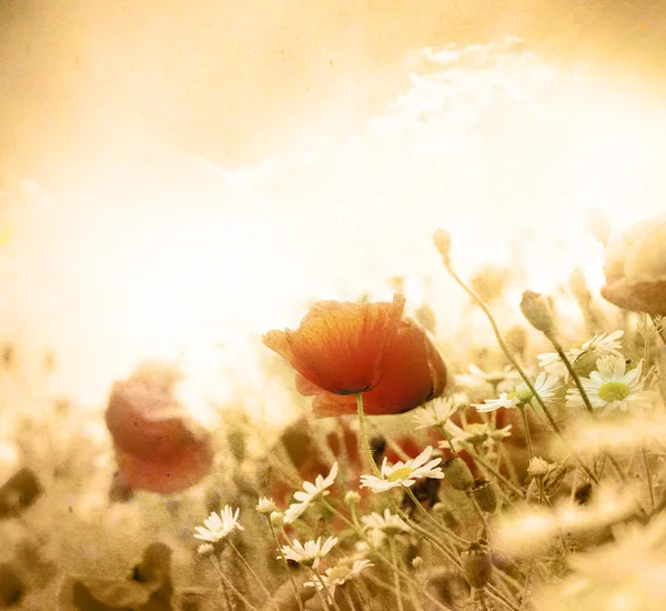 Flor de amapola — Foto de Stock