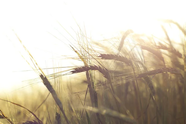 Wheat field — Stock Photo, Image