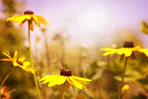 Flowers on a grunge background — Stock Photo, Image