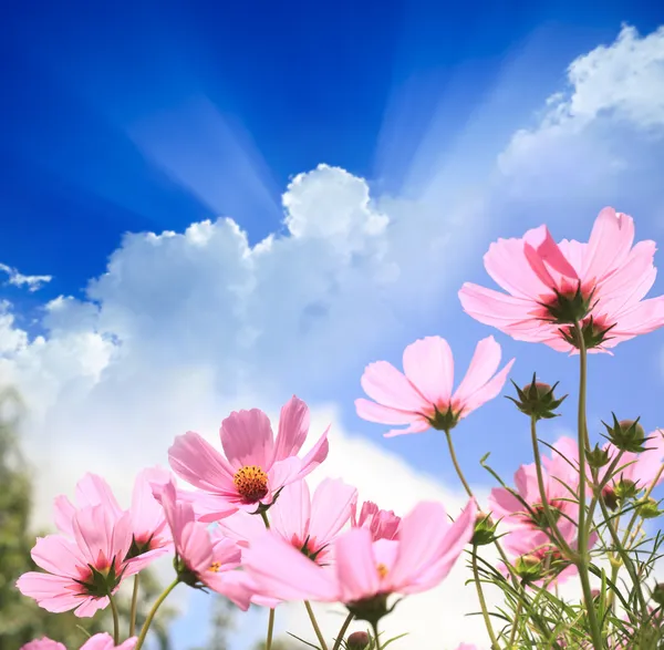 Campo de flores — Fotografia de Stock