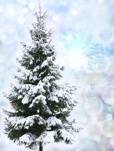 Christmas tree in snow — Stock Photo, Image