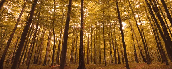 Herbstwald — Stockfoto