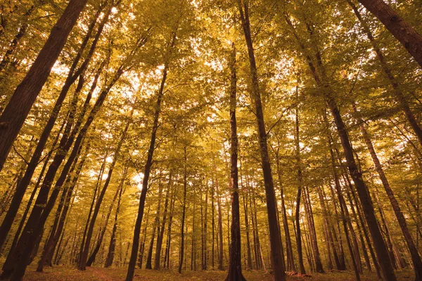 Forêt d'automne — Photo