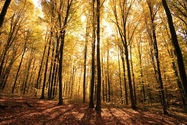 Herfstbos — Stockfoto