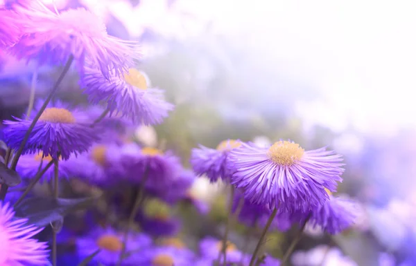 Flores — Foto de Stock