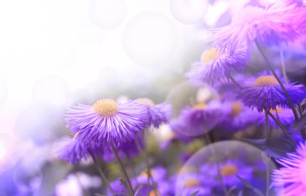 Άνθη — Φωτογραφία Αρχείου