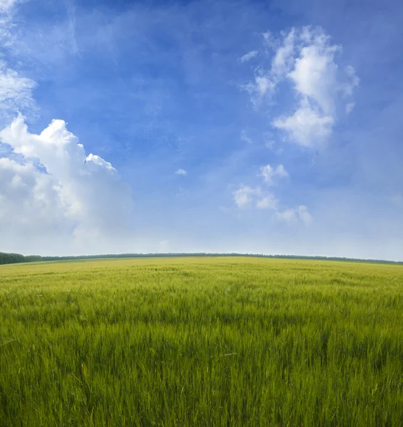 Weizenfeld — Stockfoto