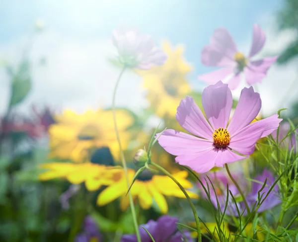 Flowers — Stock Photo, Image