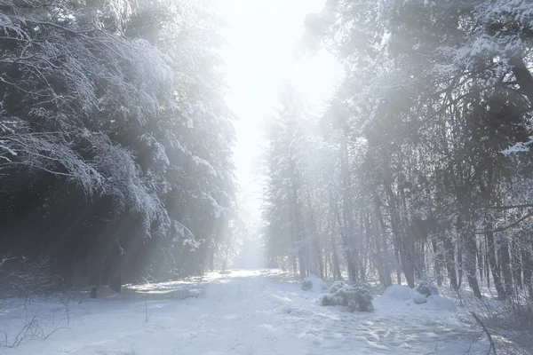 Vinterskog — Stockfoto