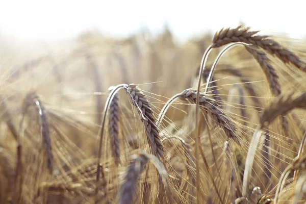 Field of wheat — Stock Photo, Image