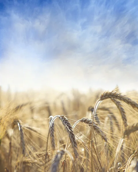 Campo de trigo — Fotografia de Stock