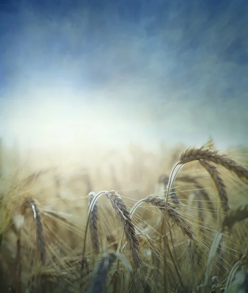 Campo de trigo — Fotografia de Stock