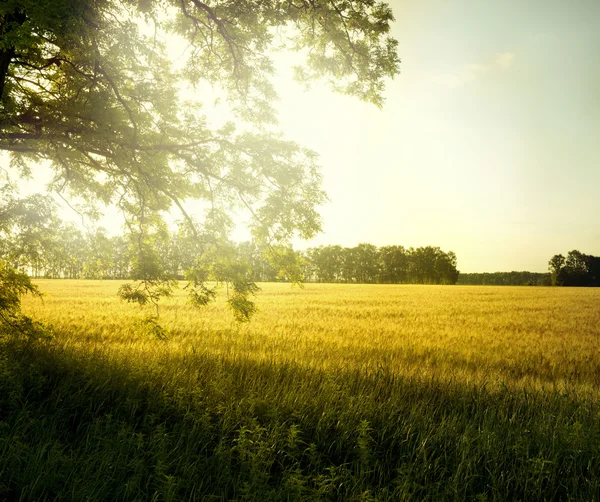 Paesaggio — Foto Stock