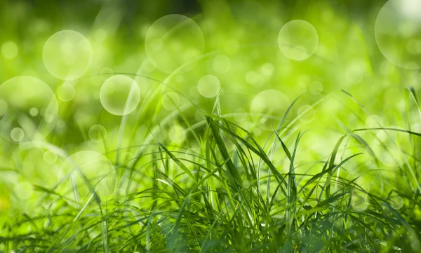 Gras — Stockfoto