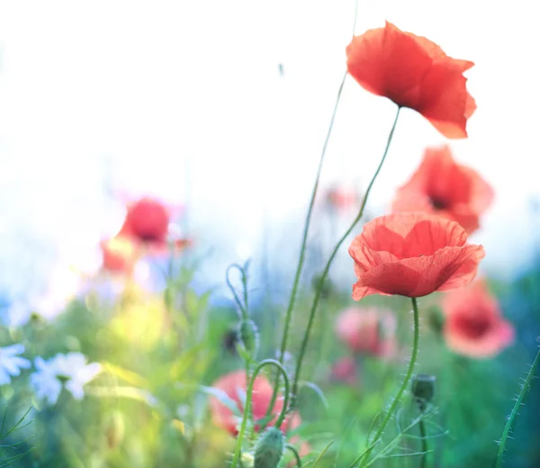 Fiore di papavero — Foto Stock