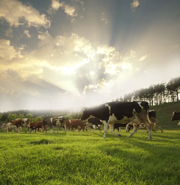 Dieren — Stockfoto