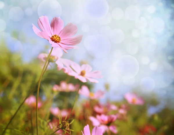 Flores — Fotografia de Stock