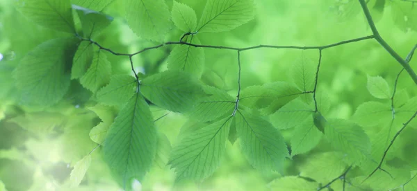 Folhas verdes — Fotografia de Stock