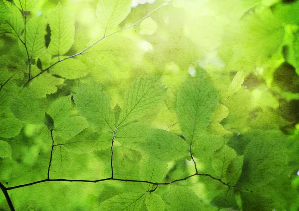 Groene bladeren — Stockfoto